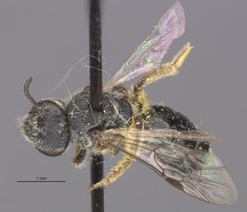 Media type: image;   Entomology 27455 Aspect: habitus dorsal view